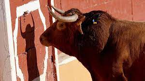 Lembu moden lebih komersil daripada baka lama, tetapi kurang kegunaan kerana lebih terkhusus. Banteng Sapi Apakah Banteng Benar Benar Membenci Warna Merah