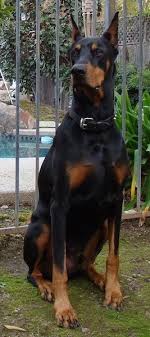 Black And Tan Doberman Puppies A Black And Tan Doberman Pinscher Dog With Croped Ears That Stand Up To A Point Sitting On A Doberman Pinscher Dog Doberman Pinscher Natural Ears Doberman Dogs