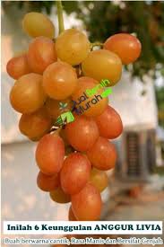 We did not find results for: 6 Keunggulan Anggur Import Livia Jualbenihmurah Com