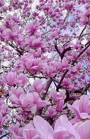 Alcoholic drinks that start with a v are vodka and vermouth. Pin By Gg On Nature V V V Flower Garden Magnolia Flower Amazing Flowers