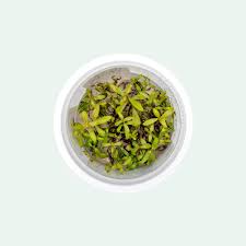 Image result for Nesaea aspera