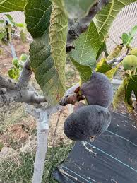 Image result for Guibourtia conjugata