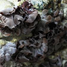 Check spelling or type a new query. Auricularia Auricula Judae Rich Year Farm