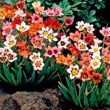 Each bulb will produce numerous flowering stems with slender, deeply green foliage that emits an odor like an onion when crushed. Sparaxis Harlequin Flower Mixture Pack Of 100 Bulbs Garden Plants