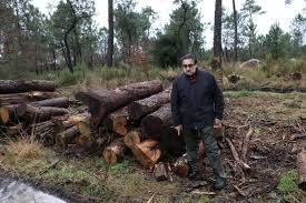 L'acacia est une essence de bois qui offre d'excellentes propriétés et de très bonnes qualités car il s'agit d'un bois exotique qui est robuste mais qui. Bordeaux Metropole Le Business Parallele Du Bois De Chauffage