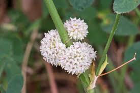 Image result for Cuscuta planiflora