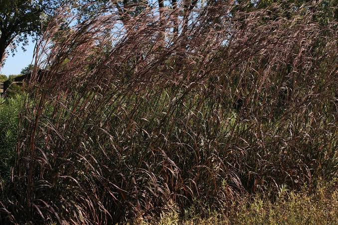 Andropogon gerardii 'Holy Smoke' PP33,929 – Hortech Inc.
