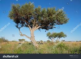 Image result for Boscia albitrunca