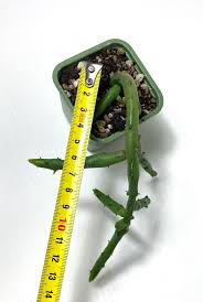 Image result for Huernia leachii