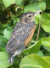 Check spelling or type a new query. Found A Baby Bird Here S What To Do Fox Run Environmental Education Center