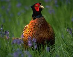 Pheasent In The Field Pet Birds Beautiful Birds Bird Hunting