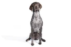 Chukar, pheasant and quail guided hunts offered on a limited basis. German Shorthaired Pointer Sporting Dog Pro