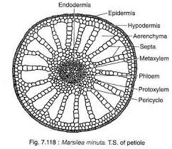 Image result for Marsilea subterranea