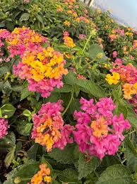 Image result for Lantana