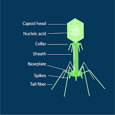 Lytic Vs Lysogenic Understanding Bacteriophage Life Cycles Technology Networks