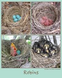Robin Poster From Egg To Bird Free Download Printable Oviparous Animals Bird Eggs Oviparous Animals Preschool