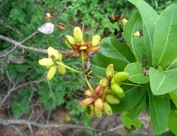 Image result for Ochna