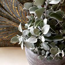 Kalanchoe Silver Spoons Succulents At Poppy S Home And Garden Newcastle Planting Flowers Succulents Silver Spoons