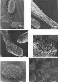 Image result for Nesaea sarcophylla