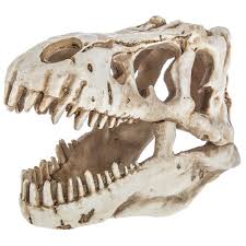 Dinosaur Skull Decor Hobby Lobby Dinosaur Room Decor Dinosaur Room Skull Decor