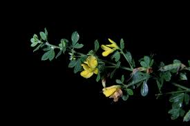 Image result for Dichilus