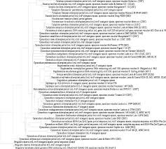 Image result for Cynanchum praecox