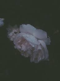 Dusty Rose Grunge Photography Grunge Aesthetic Aesthetic Grunge