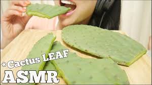 With some species you can eat other parts of the plant as well. Asmr Cactus Leaf Extreme Challenge Eating Sounds Sas Asmr Youtube