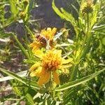 Image result for Pascalia glauca