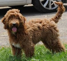 The poodle dog could be a very smart dog breed with a cheerful disposition and a sensitive nature. F1 Mini Goldendoodle For Sale Near Me