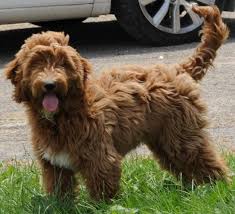 F1 mini goldendoodles vary in curl length, generally offering a. F1 Mini Goldendoodle For Sale Cheap Buy Online