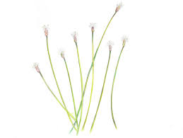 Image result for Cyclocarpa