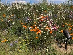Easy mobile checkout · fresh from the fields · great quality & value Blooming Lovely More Flowers For Our Roadsides Says Swindon Council Swindon Advertiser
