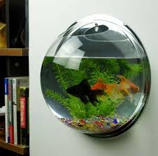 Harga aquarium mini ikan cupang unik termurah juni 2021 | dapatkan promo aquarium mini ikan cupang unik hanya di blibli 📢 gratis ongkir 100% original 💡 pembayaran aman & mudah Jual Aquarium Mini Ikan Cupang Tempel Dinding Unik Murah Terbaru Juni 2021 Blibli