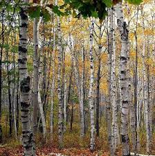 White Birch Trees For Sale Near Me White Birch Tree Seeds Betula Papyrifera 20 Fresh Paper Birch Tree Seeds White Birch Trees Tree Seeds Medicinal Herbs