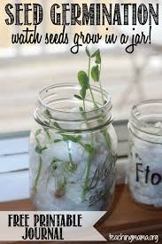 Encouraging your preschooler to mix paint colors or explore shadows is a fine idea. Germination Activity Grow Seeds In A Jar