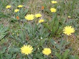Send flowers to missoula, mt using our network of local florists & flower shops. The Trouble With Hawkweed Plants Forum At Permies