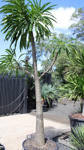 Image result for Pachycarpus firmus