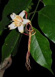Image result for Strophanthus