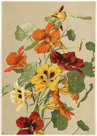 Pin On Botanical Illustrations