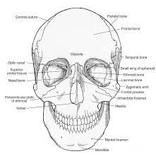 Coloring Rocks Anatomy Coloring Book Skull Anatomy Human Anatomy Chart