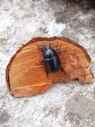 Image result for Pentodon