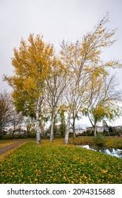 Image result for Populus ×  canescens