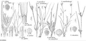 Image result for Scleria