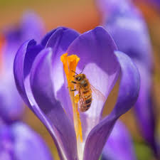 We did not find results for: The 10 Best Flowers For Attracting Bees The English Garden