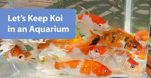 We did not find results for: Let S Keep Koi In An Aquarium