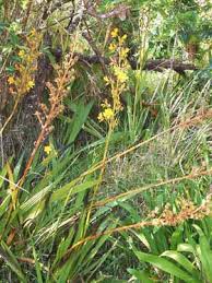 Image result for Wachendorfia