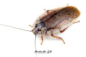 Image result for Brownleea maculata