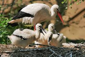 Join friends or strangers to battle for control of the last reserves of crypto in the system. White Stork Ciconia Ciconia Information Giraffa Helping Nature