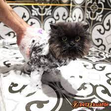 cat bath kedi kedi kopek kopek